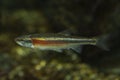 The Redside dace Clinostomus elongatus. Royalty Free Stock Photo