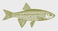 Redside shiner richardsonius balteatus, North American freshwater fish Royalty Free Stock Photo