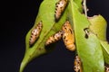 Redspot Jezebel pupae