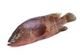 Redspotted grouper Royalty Free Stock Photo