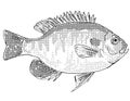 Redspotted sunfish Lepomis miniatus or stumpknocker Freshwater Fish Cartoon Drawing