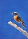 Redstart.