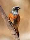 Redstart