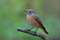 Redstart Royalty Free Stock Photo