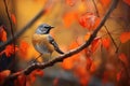 redstart bird flitting among fall-colored leaves