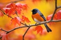 redstart bird flitting among fall-colored leaves