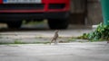 Redstart bird with a maggot and a fly in the beak