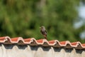 Redstart bird with a maggot and a fly in the beak