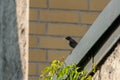 Redstart bird with a maggot and a fly in the beak