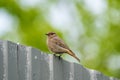 Redstart bird sitting on a fence