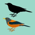 Redstart bird vector illustration flat style black silhouette profile