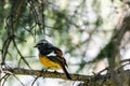 Redstart on blurred natural background