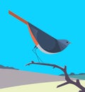 Redstart