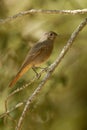 Redstart chicken tizon Royalty Free Stock Photo