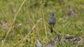 redstart chimney sweep placed on the blade of grass