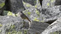redstart chimney sweep placed on the rock