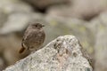 Redstart having a rest in the afternoon time