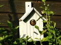 A redstart in its nesting box Royalty Free Stock Photo