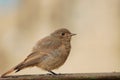 Redstart nestling