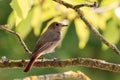Redstart in the sun Royalty Free Stock Photo