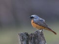 Common Redstart - Phoenicurus phoenicurus