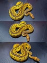 Redstripe Clown Ball Python Royalty Free Stock Photo