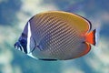Redtail butterflyfish (Chaetodon collare) Royalty Free Stock Photo