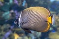 Redtail butterflyfish Chaetodon collare - coral fish Royalty Free Stock Photo