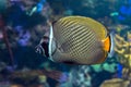 Redtail butterflyfish Chaetodon collare in the indian ocean