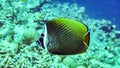 Redtail butterflyfish Chaetodon collare in the Maldives. Royalty Free Stock Photo