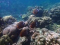 Redtail butterflyfish with corals in sea, underwater landscape with sea life