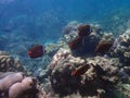 Redtail butterflyfish with corals in sea, underwater landscape with sea life