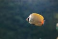 Redtail butterflyfish