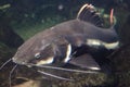 Redtail catfish