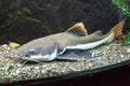 Redtail catfish Phractocephalus hemioliopterus Royalty Free Stock Photo