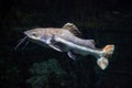 Redtail catfish Phractocephalus hemioliopterus. Royalty Free Stock Photo