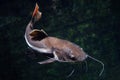 Redtail catfish Phractocephalus hemioliopterus. Royalty Free Stock Photo