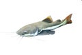 Redtail catfish Phractocephalus hemioliopterus isolated.