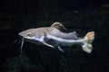 Redtail catfish Phractocephalus hemioliopterus. Royalty Free Stock Photo