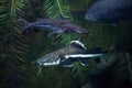 Redtail catfish Phractocephalus hemioliopterus and tiger sorub