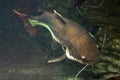 Redtail catfish (Phractocephalus hemioliopterus). Royalty Free Stock Photo