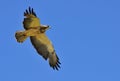 Redtail Hawk Royalty Free Stock Photo