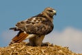 Redtail Hawk Royalty Free Stock Photo