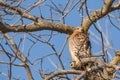 Redtail Hawk