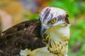 Redtail hawk Royalty Free Stock Photo