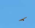 Redtail Hawk Clutches Prey Royalty Free Stock Photo