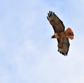 Redtail hawk flying overhead