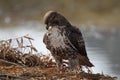 Redtail Hawk looking at a mouse Royalty Free Stock Photo