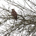 Redtail Hawk perched in a tree