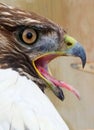 Redtail Hawk Screams Beak Mouth Open Tongue Out